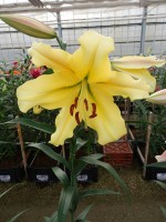 [5210 Golden Power 20 ST No01.JPG]